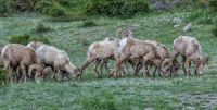 These bighorn sheep were spotted early morning at the Sheep Lake of Horseshoe Park.