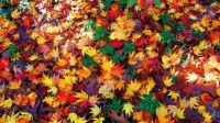 colorful-fall-leaves