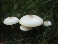 Mushrooms in the backyard