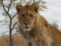 African Bush