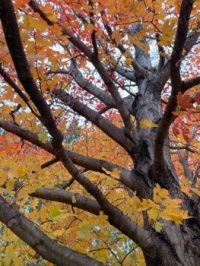 Fall colors #2