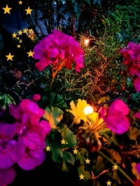 🌙Night 🌟 in the garden🌙