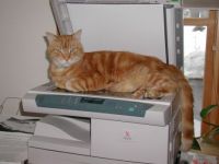 copy cat