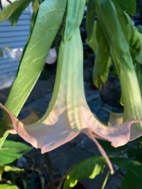 Angel's trumpet #4
