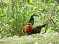 Hawiian wild chickens