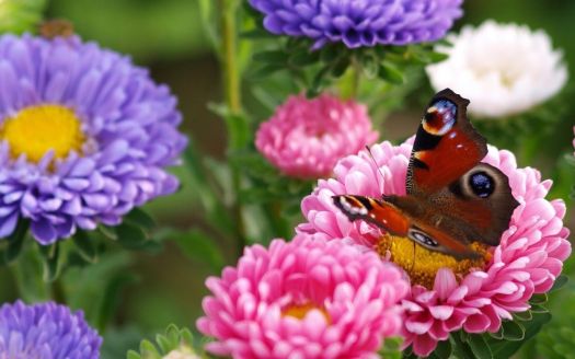 Colourful flowers and a lovely butterfly