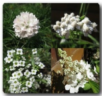 Today's Theme "White blossoms"