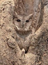 Indian Scops Owl (Otus bakkamoena) by Sanjeev Kapadia