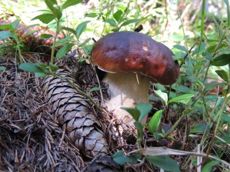 Boletus Edulis