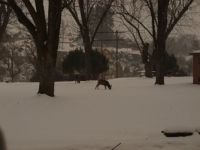 Deer in the Snow 