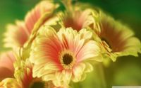Gerbera Daisy