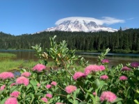 Mt. Rainier & wildflowers