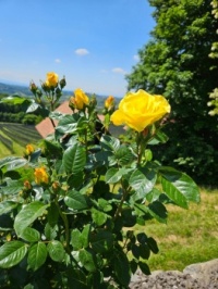 gelbe Rose / yellow rose