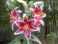 downsized_0704131602[1]