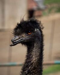 Ostrich or Emu?