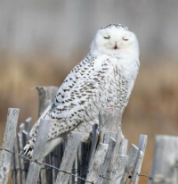 Snowy Owl on Long Island,  New York
