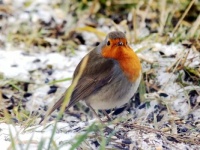 Erithacus Rubecula