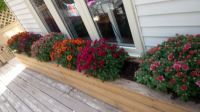 Flower box - fall flowers