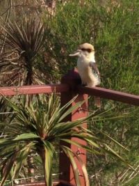 Kookaburra Australia