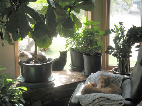 4 cats at front window