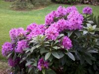 My rhododendron