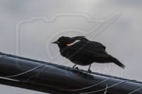 Bird Book:  Male Red-Winged Blackbird