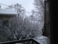 Burning bush in winter