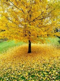 yellow fall tree