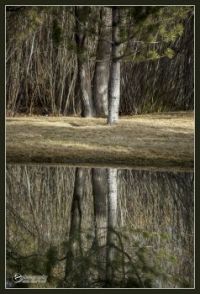 Reflected Trees