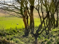 Rare Grove in Shetland Islands