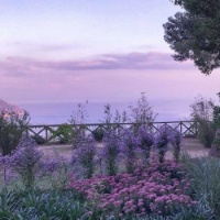 lavender haze