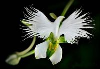 White Egret Orchid (Habanaria Radiata)