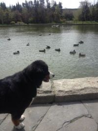 Bernese Dog Watching the ducks