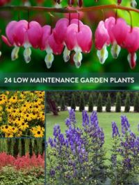 Low  maintenance Plants
