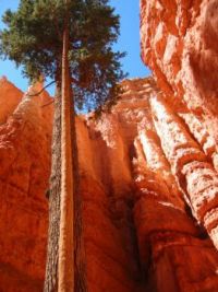 tree in Bryce canyon