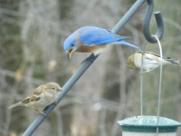 Bluebird squawking at Gold finches