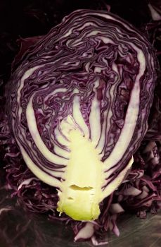 Almost a tree... Red cabbage