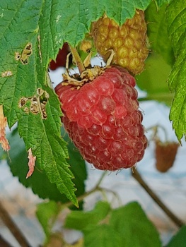 Himbeere