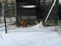 Vinter høns i hønsegården