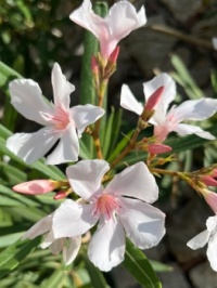 White flowers