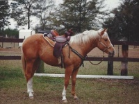 ROY   on his second birthday   1994   first day with a saddle