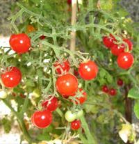 Tomatoes