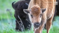 Spring in South Dakota! "Cinnamon Calves" in the Black Hills! 1 of 2