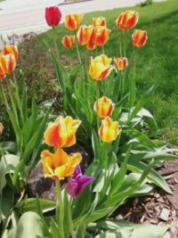 Tulips