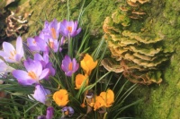 Mossy_Maze_and_Crocuses