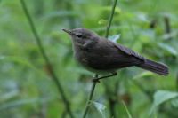 Birds in Holland