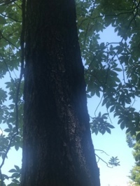 Backyard tree