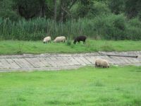 Sheep in a fish storage pond