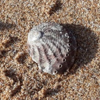 I LOVE SHELLS