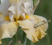 Preying Mantis on Yellow Iris